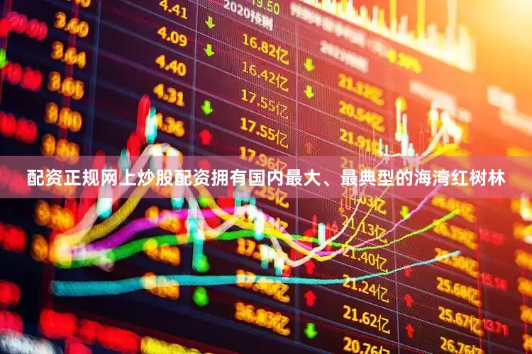 配资正规网上炒股配资拥有国内最大、最典型的海湾红树林